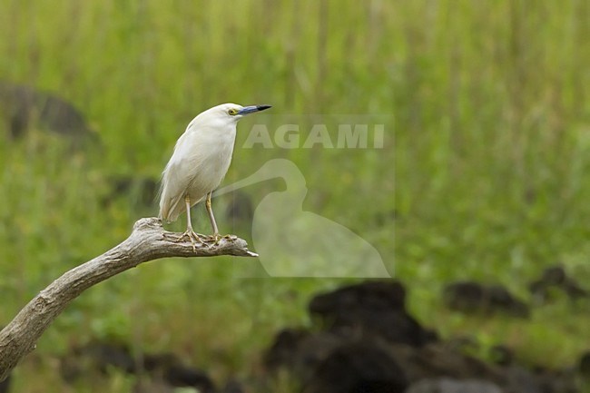 Madagaskarralreiger, Madagascar Pond-Heron stock-image by Agami/Dubi Shapiro,