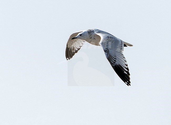 First-winter Relict gull (Ichthyaetus relictus) during autumn migration in Mongolia. Also known as Central Asian gull. stock-image by Agami/Dani Lopez-Velasco,