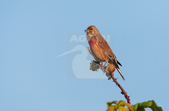 Adult male Common Linnet (Linaria cannabina) perched on top of a bush in Katwijk,  Netherlands. stock-image by Agami/Marc Guyt,