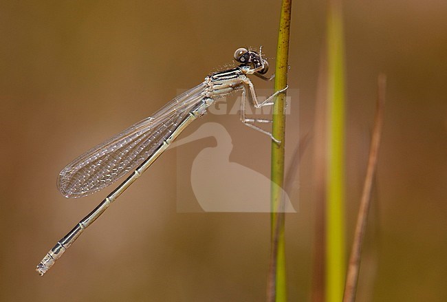 Onvolwassen Tengere grasjuffer; Immature Small Bluetail; Immature Scarce Blue-tailed Damselfly stock-image by Agami/Fazal Sardar,