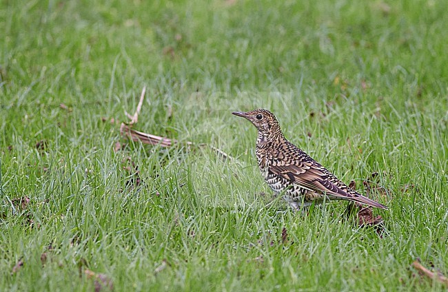 Autumn White's Thrush (Zoothera aurea) in Scotland, United Kingdom. Very rare vagrant from Asia. Foraging in green meadow. stock-image by Agami/Michael McKee,