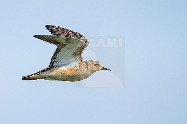 Adult breeding 
Galveston Co., TX
May 2023 stock-image by Agami/Brian E Small,