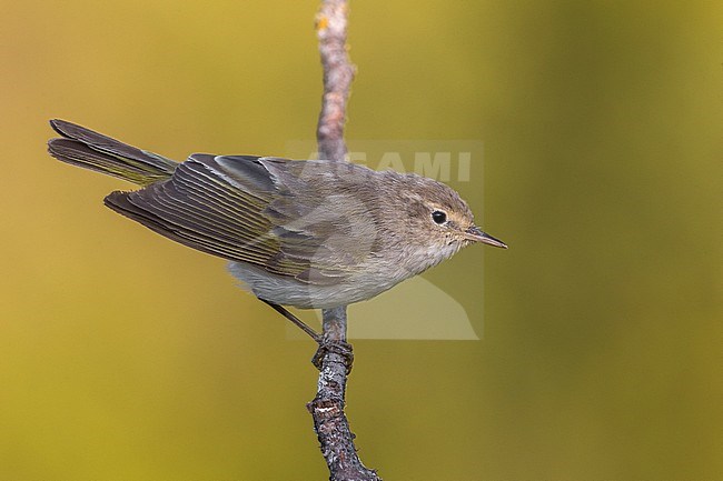 Westelijke Bergfluiter, Western Bonelli's Warbler stock-image by Agami/Daniele Occhiato,