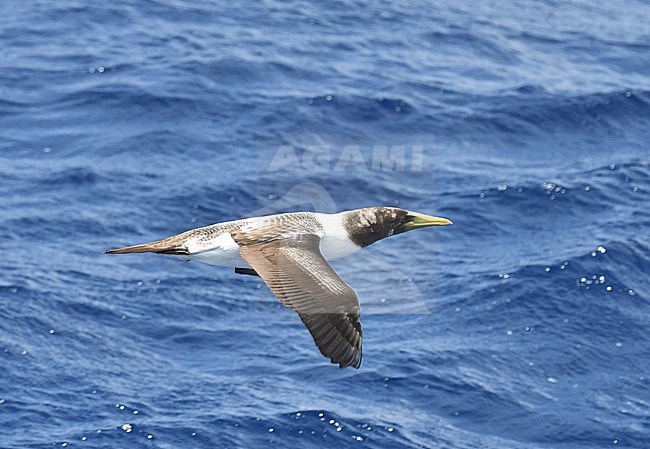 Immature Masked Booby, Sula dactylatra dactylatra, seen from above. Flying off Ascension island. stock-image by Agami/Laurens Steijn,