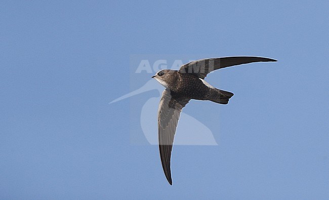 Juvenile Little Swift (Apus affinis) in flight at Chipiona, Spain. stock-image by Agami/Helge Sorensen,