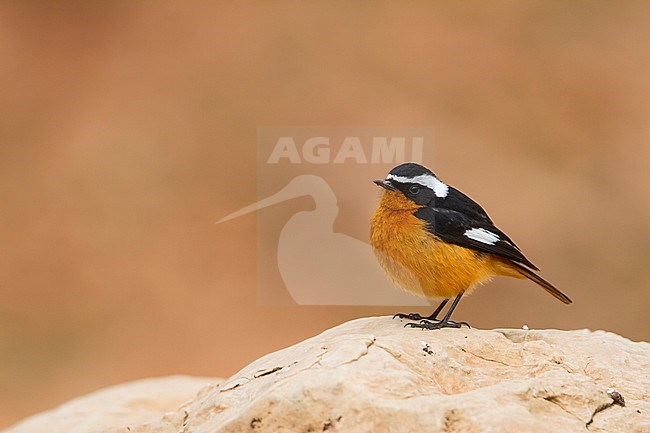 Moussier's Redstart - Diademrotschwanz - Phoenicurus moussieri, Morocco, adult male stock-image by Agami/Ralph Martin,