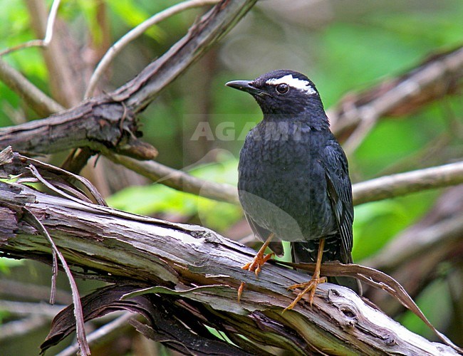 Mannetje Siberische Lijster; Male Siberian Thrush stock-image by Agami/Pete Morris,