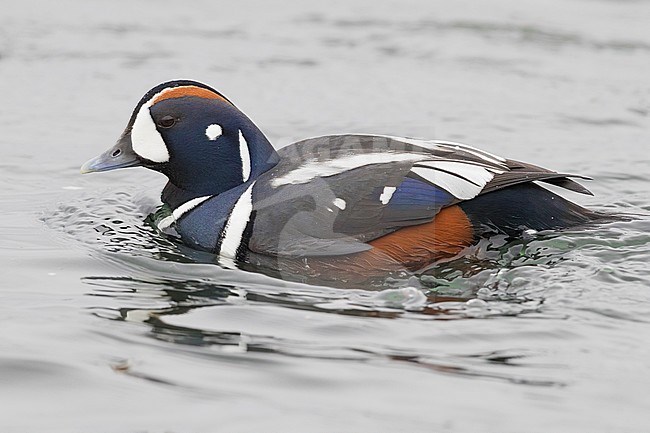 Harlequin Duck (Histrionicus histrionicus), adult male swimming in a river stock-image by Agami/Saverio Gatto,