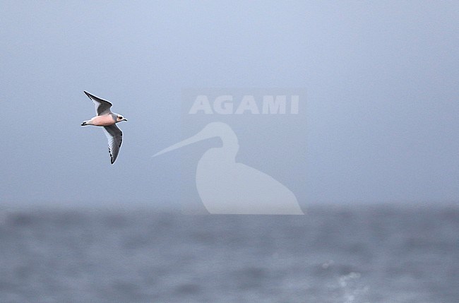 Immature Ross's Gull (Rhodostethia rosea) during autumn migation past Barrow, Alaska, North America. stock-image by Agami/Chris van Rijswijk,