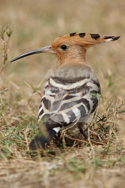 Eurasian Hoopoe standing on the ground; Hop zittend op de grond stock-image by Agami/Marc Guyt,