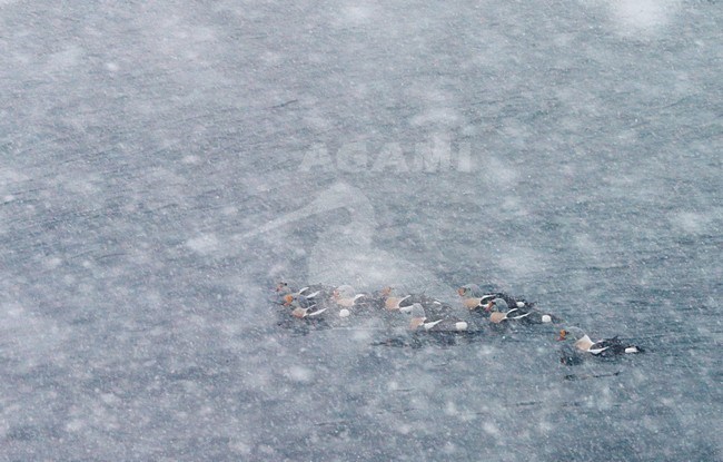 Zwemmende mannetjes Koningseider in de sneeuw, Swimming males King Eider in the snow stock-image by Agami/Markus Varesvuo,