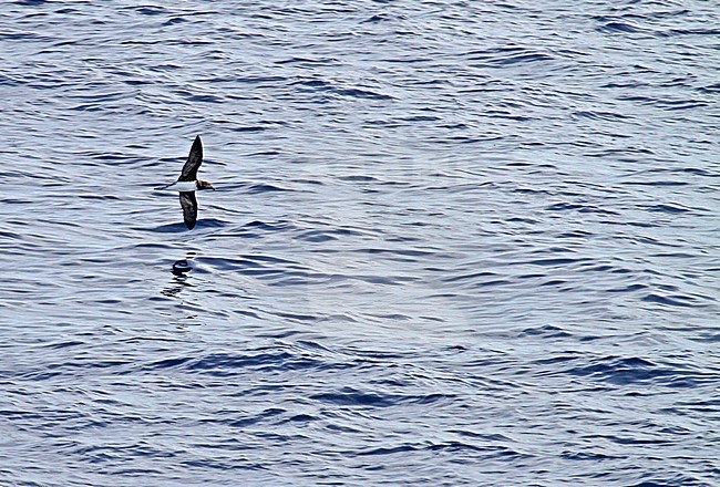 Beck's Petrel (Pseudobulweria becki) at sea in Pacific Ocean near New Ireland island. stock-image by Agami/Pete Morris,