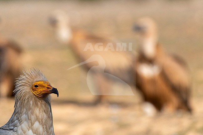 Adult Egyptian Vulture (Neophron percnopterus) in Extremadura, Spain. Griffon Vultures in the background. stock-image by Agami/Marc Guyt,