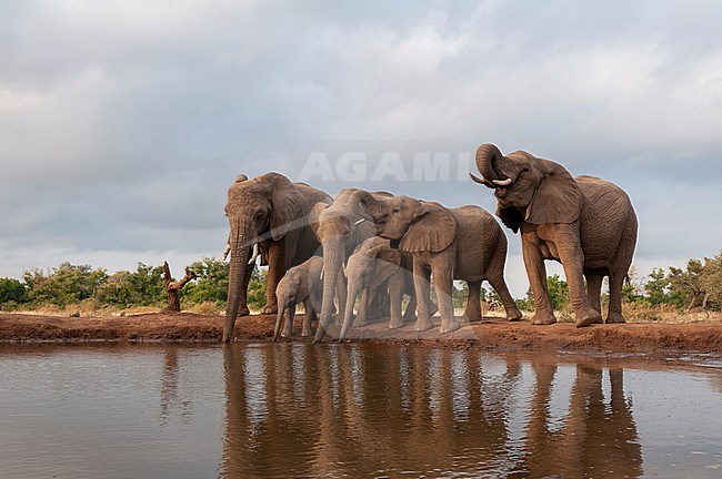 A herd of African elephants, Loxodonta africana, drinking. Mashatu Game Reserve, Botswana. stock-image by Agami/Sergio Pitamitz,