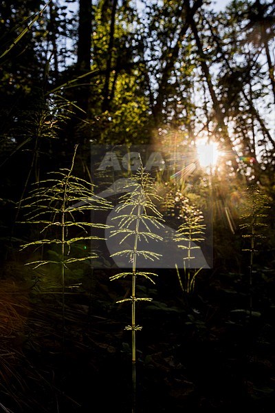 Forest, Russia (Irkutsk). Backlight small plants. stock-image by Agami/Ralph Martin,