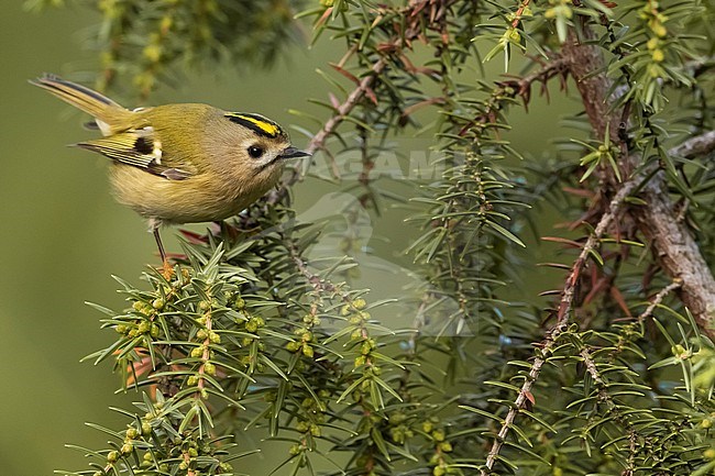 Goldcrest (Regulus regulus) in Italy. stock-image by Agami/Daniele Occhiato,