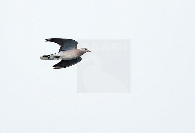 Turtle Dove (Streptopelia turtur) in flight during migration time in the Netherlands. stock-image by Agami/Ran Schols,