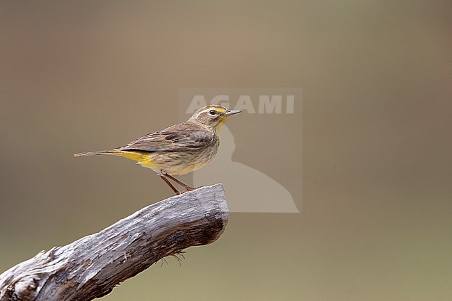 Palm Warbler (Setophaga palmarum) perched on a branch during spring migration at Dry Tortugas, Florida, USA stock-image by Agami/Helge Sorensen,