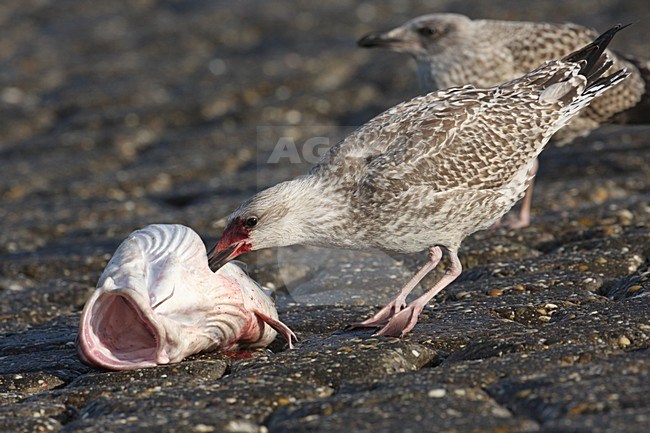 Zilvermeeuw onvolwassen met vis in snavel Nederland, Herring Gull immature with fish in bill Netherlands stock-image by Agami/Chris van Rijswijk,