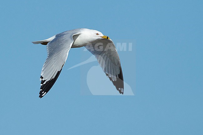 Adult Ring-billed Gull, Larus delawarensis
Cape May Co., N.J.
March 2017 stock-image by Agami/Brian E Small,