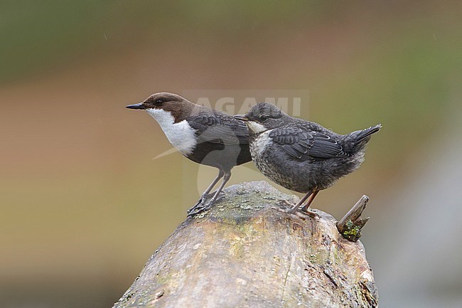 Waterspreeuw, White-throated Dipper stock-image by Agami/Arie Ouwerkerk,