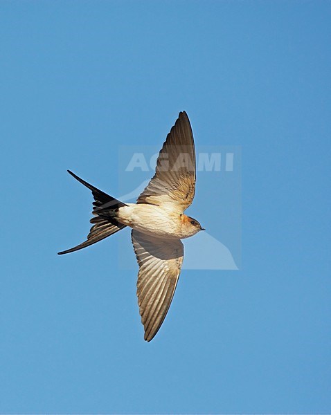 Roodstuitzwaluw vliegend; Red-rumped Swallow flying stock-image by Agami/Markus Varesvuo,