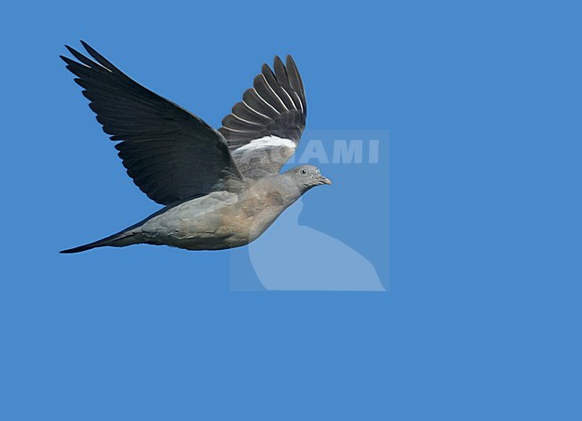 Common Wood Pigeon flying; Houtduif vliegend stock-image by Agami/Markus Varesvuo,