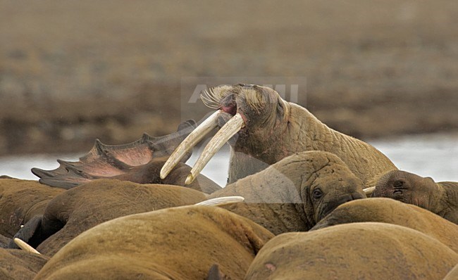 Walrus groep liggend; Walrus group lying stock-image by Agami/Roy de Haas,