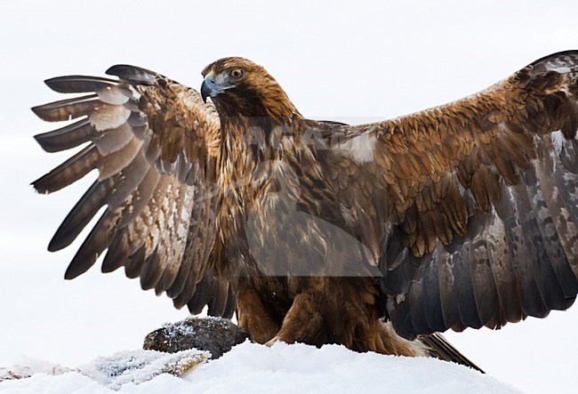 Steenarend, Golden Eagle stock-image by Agami/Marc Guyt,