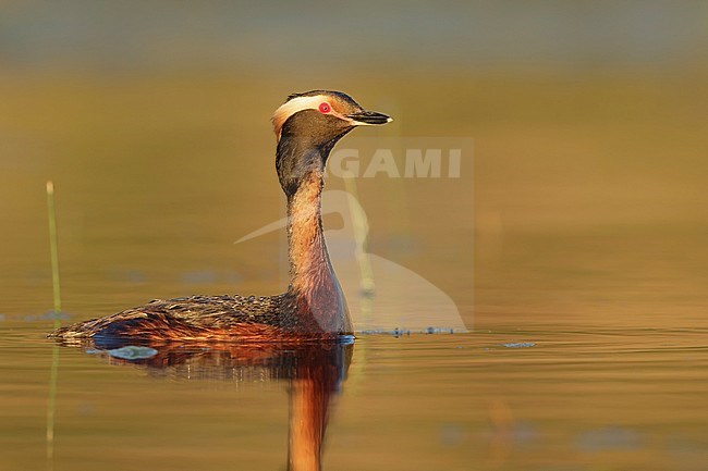 Adult summer plumaged American Horned Grebe (Podiceps auritus cornutus) swiming in a lilly covered lake in Kamloops, B.C. in Canada. stock-image by Agami/Brian E Small,