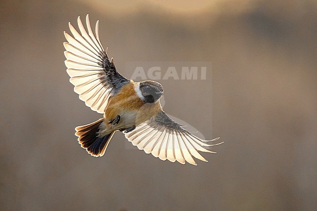 Male European Stonechat (Saxicola rubicola) in Italy. In flight. stock-image by Agami/Daniele Occhiato,