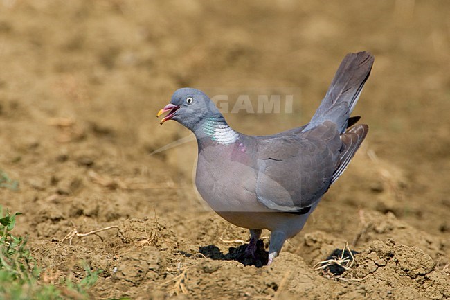 Houtduif zittend; Common Wood Pigeon perched stock-image by Agami/Daniele Occhiato,