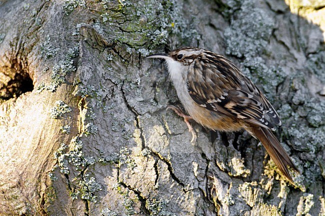 Boomkruiper tegen boomstam; Short-toed Treecreeper against tree stock-image by Agami/Hans Gebuis,