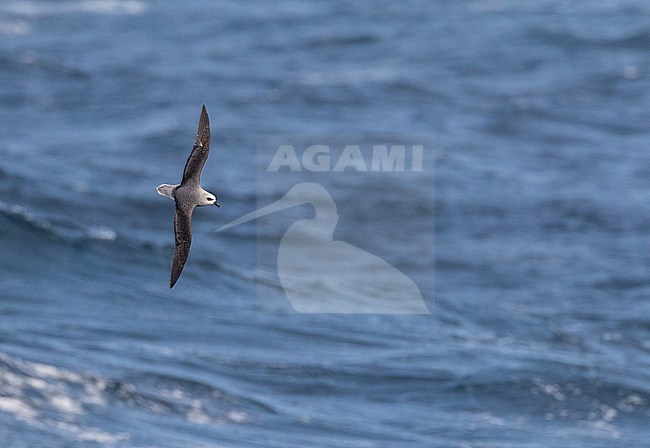 White-headed petrel (Pterodroma lessonii) flying above the southern pacific ocean near New Zealand. Banking over the sea surface. stock-image by Agami/Marc Guyt,