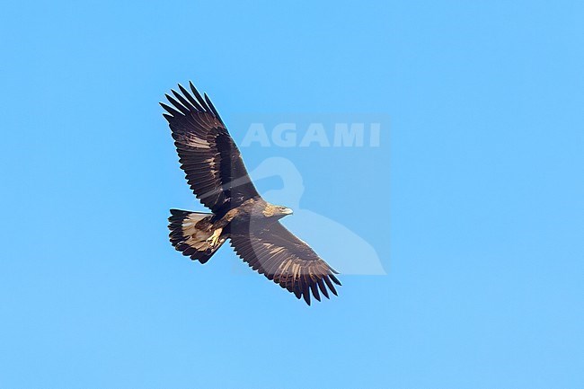 Juvenile
Santa Barbara Co., CA
November 2022 stock-image by Agami/Brian E Small,