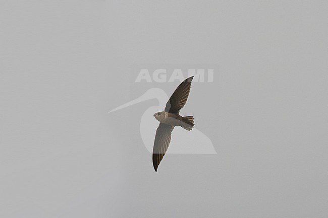 Rondone dei camini; Chimney Swift; Chaetura pelagica stock-image by Agami/Daniele Occhiato,