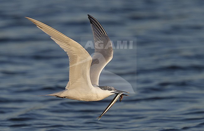 Sandwich Tern, Sterna sandvicensis, adult flying with Sand Eel, at Brøndby Strand, Denmark stock-image by Agami/Helge Sorensen,