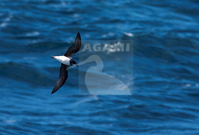 Donsstormvogel in vlucht; Soft-plumaged Petrel in flight stock-image by Agami/Marc Guyt,