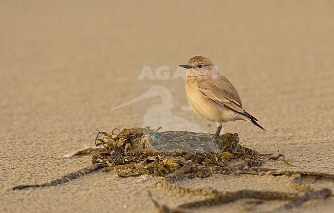 Izabeltapuit, Isabelline Wheatear, Oenanthe isabellina stock-image by Agami/Arie Ouwerkerk,