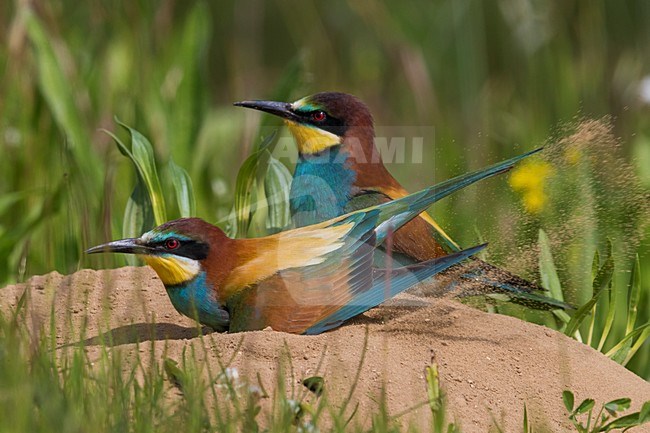 Bijeneters bij nesthol, European Bee-eaters near nest stock-image by Agami/Daniele Occhiato,