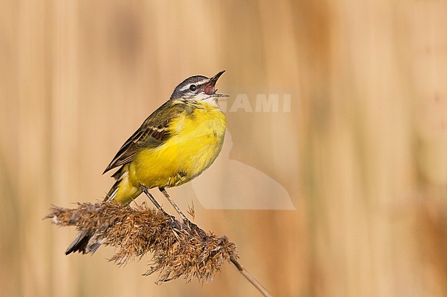 Blue-headed Wagtail - Wiesen-Schafstelze - Motacilla flava ssp. flava, Hungary, adult male stock-image by Agami/Ralph Martin,