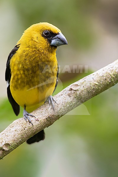 Male Black-thighed Grosbeak (Pheucticus tibialis) perched on a branch in a rainforest in Panama. Endemic to the mountains of Costa Rica and western Panama. stock-image by Agami/Dubi Shapiro,