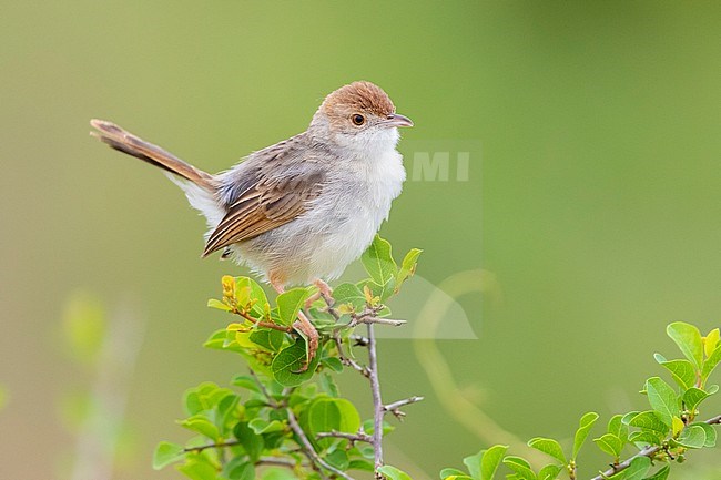 Rattling Cisticola (Cisticola chiniana campestris), side view of an adult perched on the top of a bush, Mpumalanga, South Africa stock-image by Agami/Saverio Gatto,