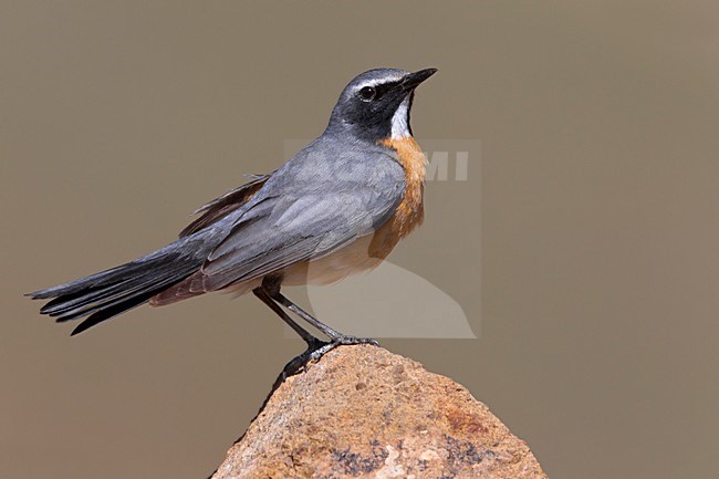 Mannetje Perzische Roodborst, Male White-throated Robin stock-image by Agami/Daniele Occhiato,