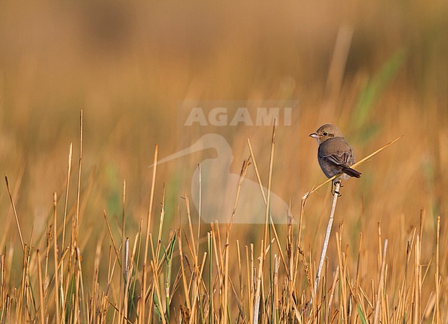 juveniel Daurian Shrike, juvenile Daurische Klauwier stock-image by Agami/Ralph Martin,