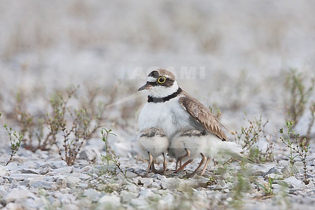Little Ringed Plover, Kleine Plevier, Charadrius dubius ssp. curonicus, Croatia, adult female stock-image by Agami/Ralph Martin,