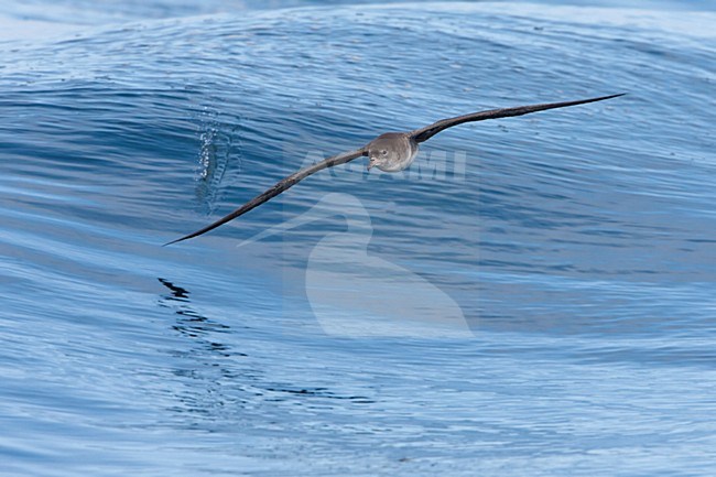 Australische grote Pijlstormvogel in de vlucht; Pink-footed Shearwater in flight stock-image by Agami/Martijn Verdoes,