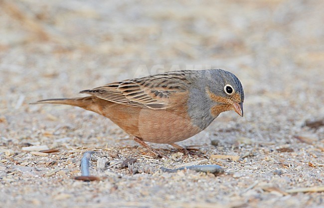 Mannetje Bruinkeelortolaan, Male Cretschmar's Bunting stock-image by Agami/Markus Varesvuo,