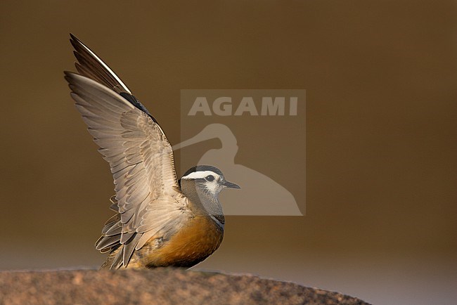 Baltsend vrouwtje Morinelplevier, Eurasian Dotterel female displaying stock-image by Agami/Danny Green,