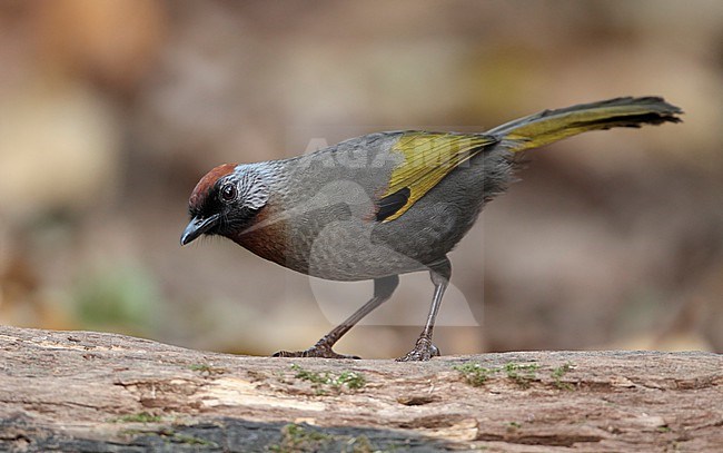 Silver-eared Laughingthrush (Trochalopteron melanostigma) at Doi Lang, Thailand stock-image by Agami/Helge Sorensen,